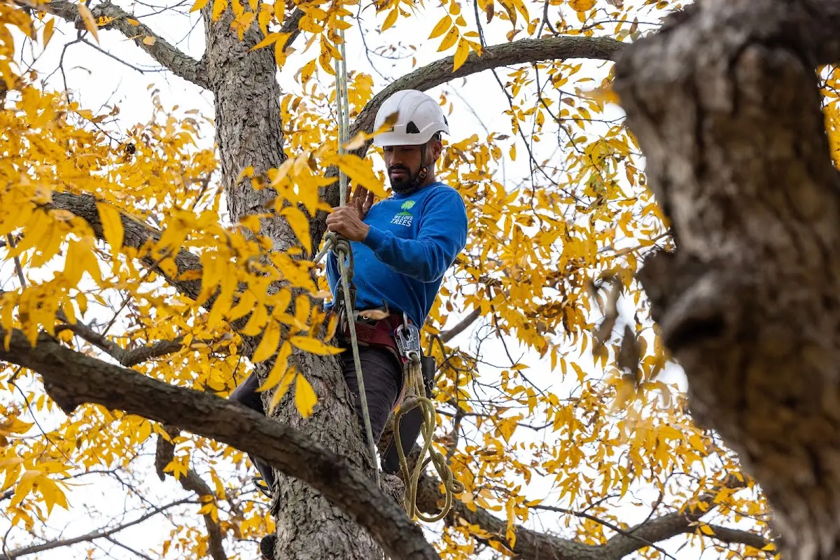 Skilled Tree Trimming crew working in Quincy
